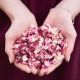 Confettis de fleurs séchées biodégradables rose et bordeaux